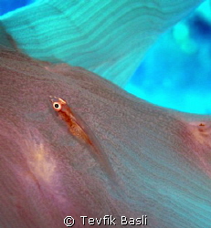 The frightened eyes by Tevfik Başlı 